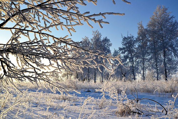 winter, rime, branch, leann, frost