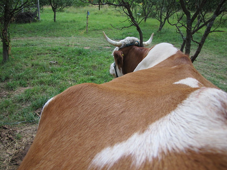 cow, four-legged, animal, farm animals, hair, horn, ungulates