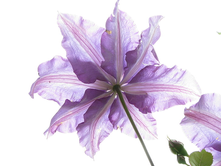 valokuvaus, violetti, petaled, Puutarha, kukka, Luonto, Flora, Internet