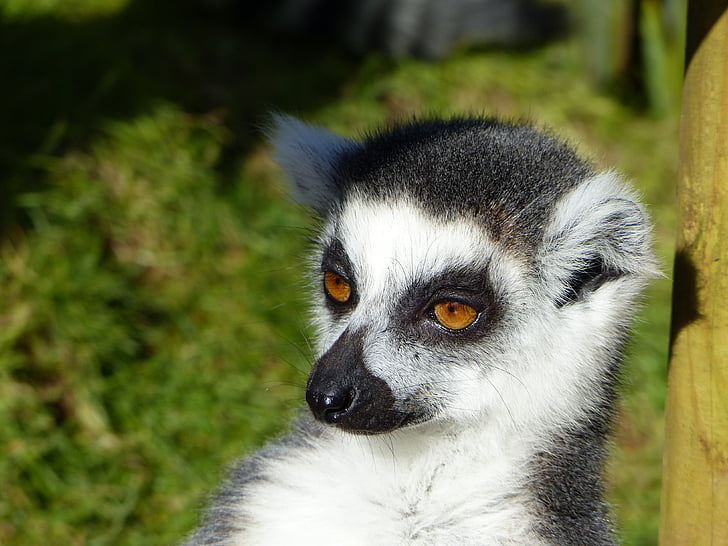 lemur, animal, wildlife