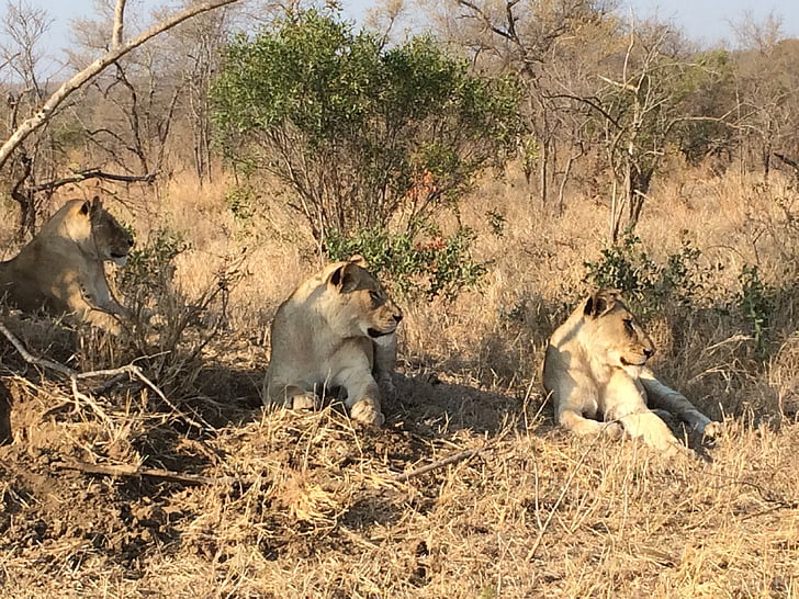 Lions, Africa, natura, animale, fauna selvatica, selvaggio, animali di Safari