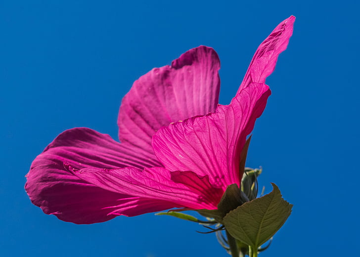 Hibiscus, Bud, Sulgege, Fotograafia, soos, roosa, lill