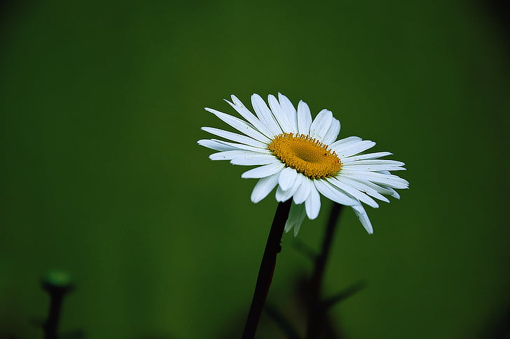 Margit, nyári, virág, fehér daisy
