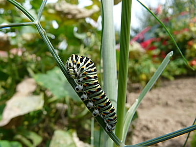 close, caterpillar, dill, one animal, animal themes, animals in the wild, day