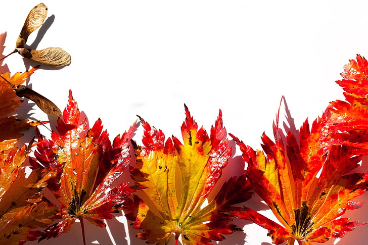 Japanski javor, Maple lišća, lišće, hebrst, boje jeseni, Javor, šarene