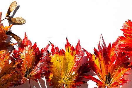 Japansk ahorn, Ahornblade, blade, hebrst, efterårets farver, ahorn, farverige