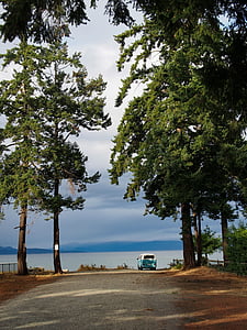 VW bus, Camping-car, Camping-car, Van, au bord du lac, en dessous, arbres