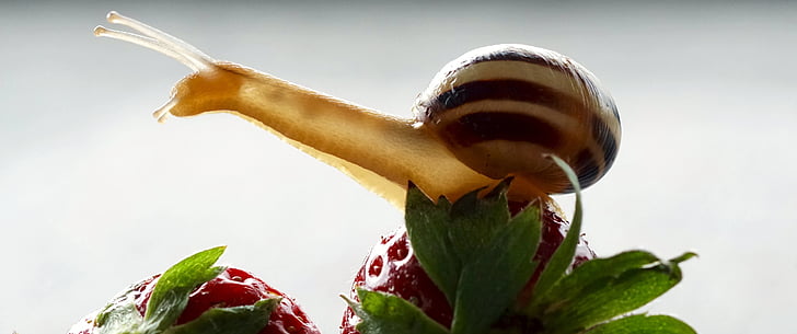 snail, strawberries, shell, probe, mollusk, slowly, reptile