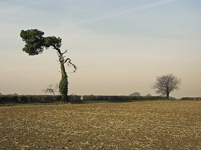 arbre, Pi, solitari, supervivent, duet, França, Badia