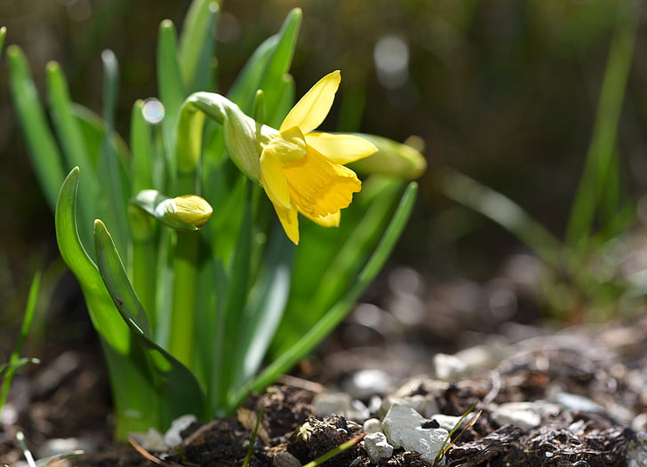Narcissus, pavasara ziedu, augu, puķe, dzeltena puķe, dārza, daba