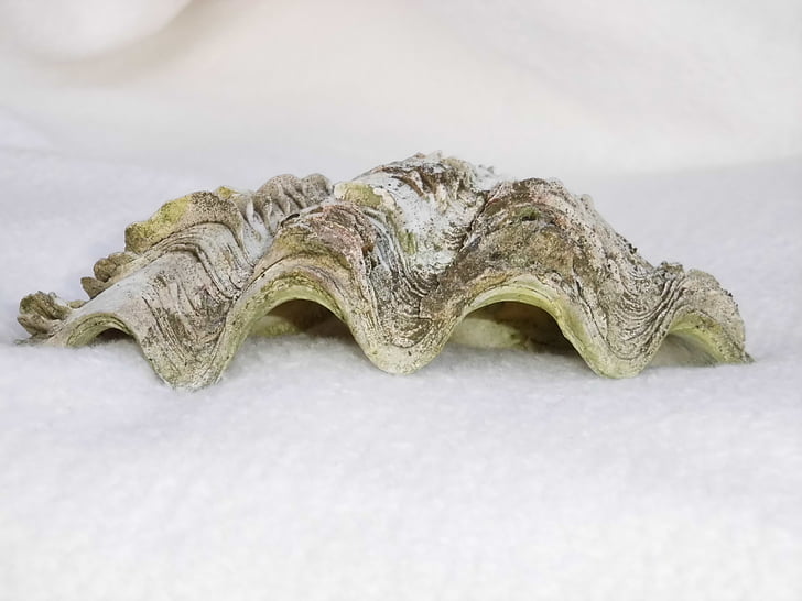 shell, oester, Seashell