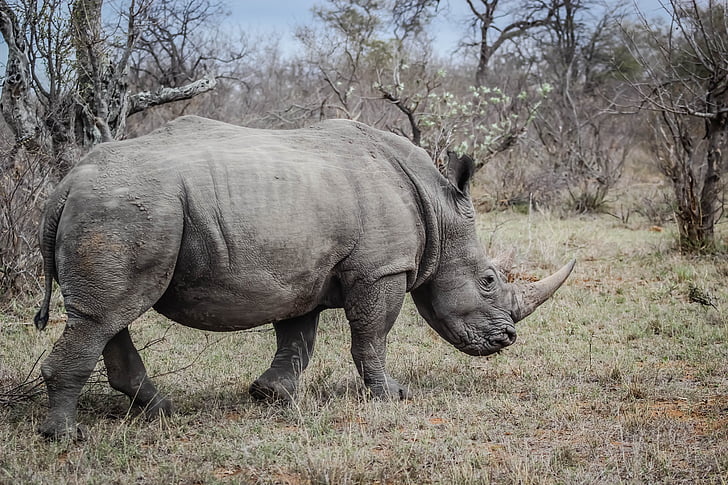 rhino, wild, animal, wildlife, rhinoceros, nature, big