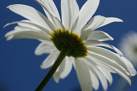 Margarida, blanc, flor, cel, natura, floral, flor