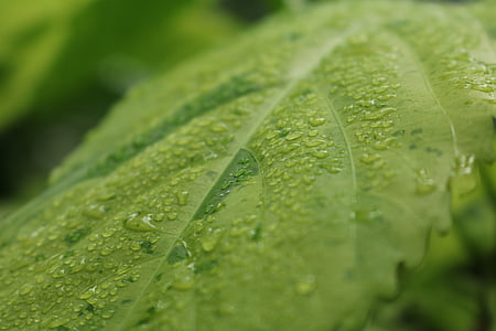 planta, fulla, gota d'aigua, The Dewdrop, natura, venes, fulla verda