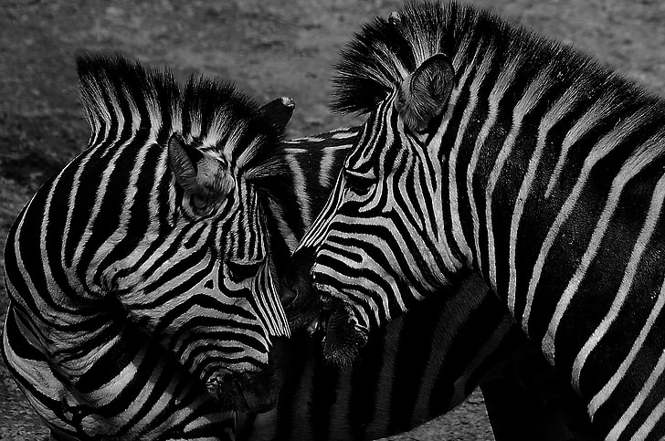Zebra, noir et blanc, faune, animal