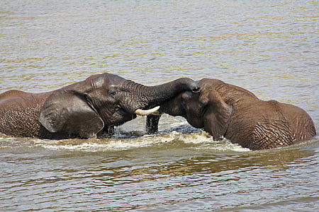 elefanti, giocare, acqua, eccitante, avventura, Safari, scenico