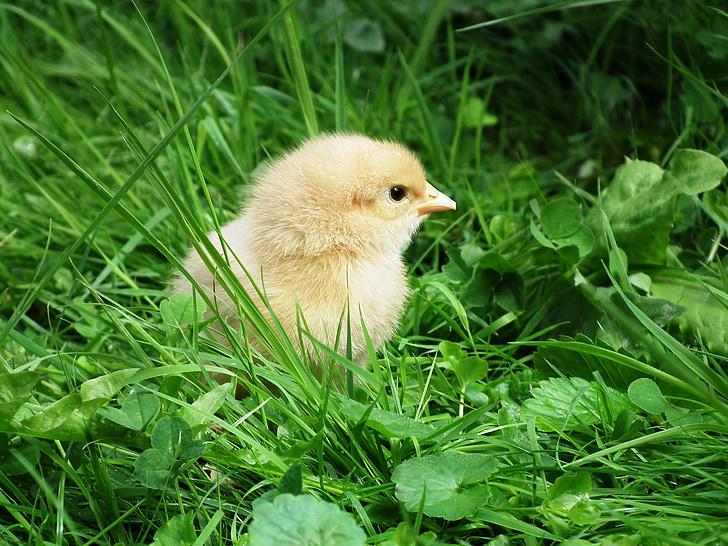 chicks, yellow, cute, fluffy, plumage, chickens