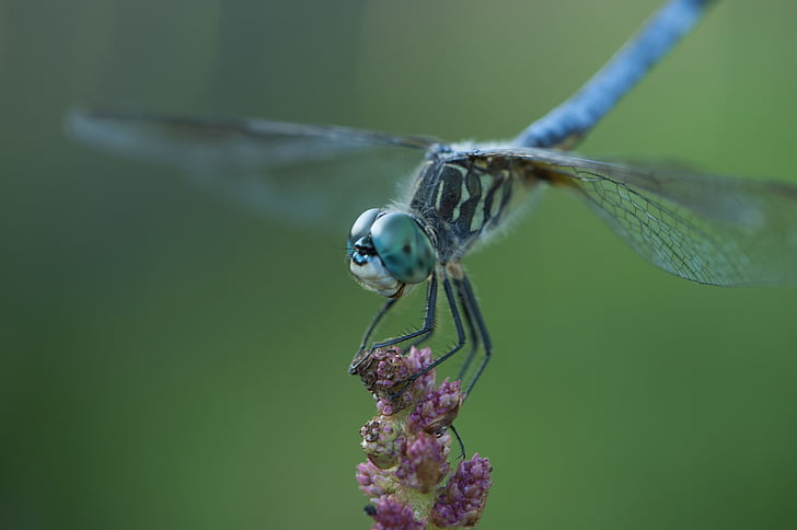 Dragonfly, hmyz, modrá
