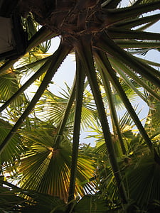 Palm, pohon, tropis, musim panas, daun, tanaman, pohon palem