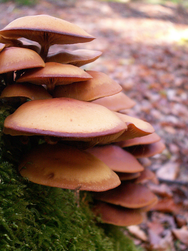mushrooms, forest, autumn, litter, nature