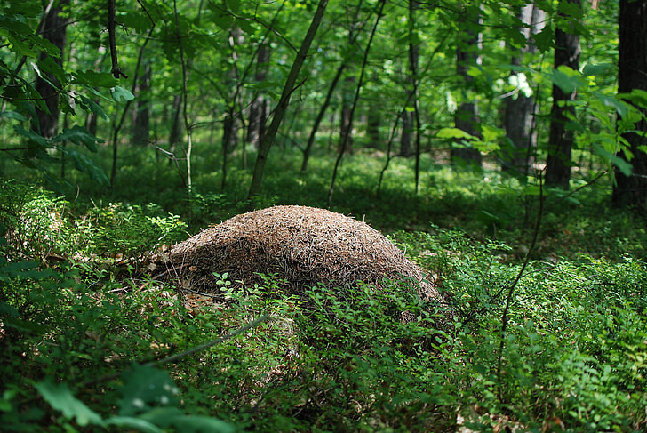 hormigas, bosque, naturaleza