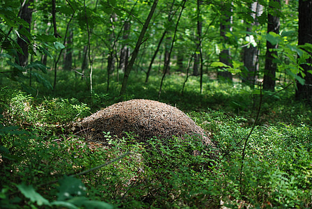 muurahaisia, Metsä, Luonto