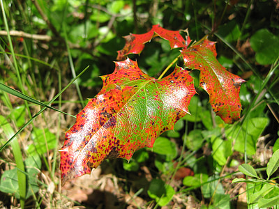 hösten, Leaf, humör, gyllene höst, falla lövverk, naturen, förgänglighet