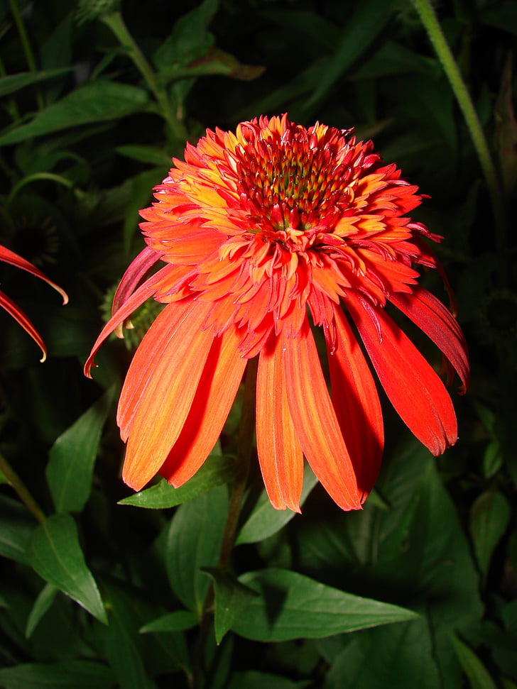 echinacea, 오렌지, purpurea, 꽃, 블 룸, 자연, 공장