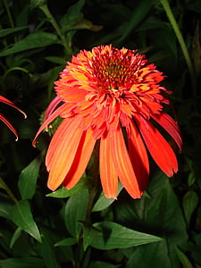 echinacea, orange, purpurea, flower, bloom, nature, plant