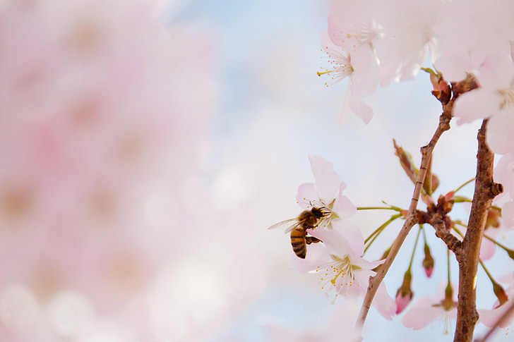 Pink, pollen, close-up, blomst, nektar, bestøvning, natur