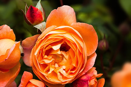 rose, rose family, rosaceae, composites, flowers, spring, summer