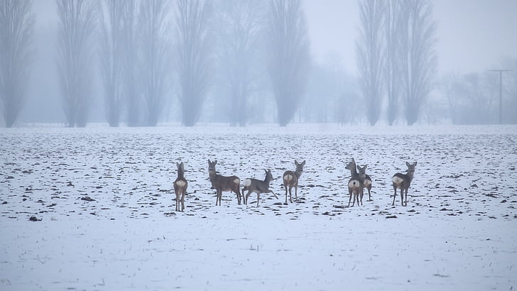 landscape, winter, fog, deer, fallow deer, wintry, snow