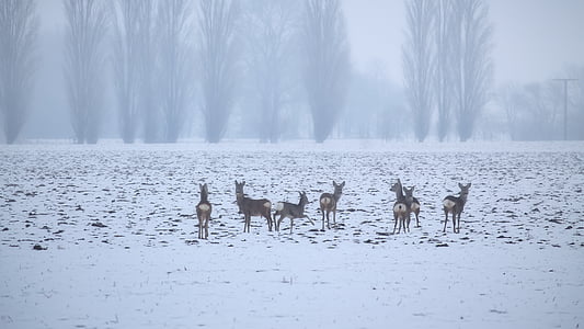 風景, 冬, 霧, 鹿, ダマジカ, 冬, 雪