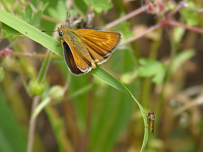 orange moth, butterfly, episyrphus balteatus, hoverfly