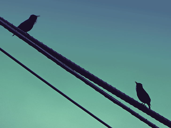 ptice, petje, škorec, kabel, dialog, črna ptica, ptica