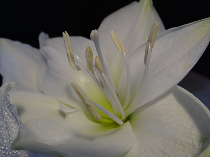 amaryllis, amaryllis plant, white, christmas, close, blossom, bloom