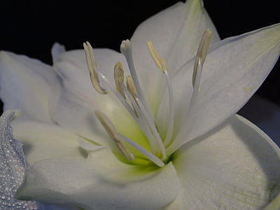 Amarylis, Amarylis roślin, biały, Boże Narodzenie, Zamknij, kwiat, Bloom