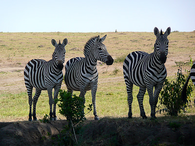 Zebra, Kenia, dieren in het wild, Afrika, dier, zoogdier, Safari