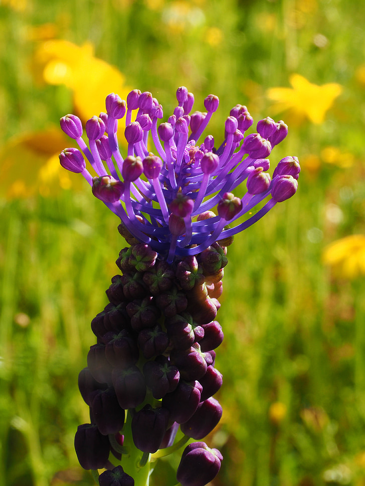 Schopf-Trauben Hyazinthe, Blüte, Bloom, Blume, violett, kugelförmig, längliche