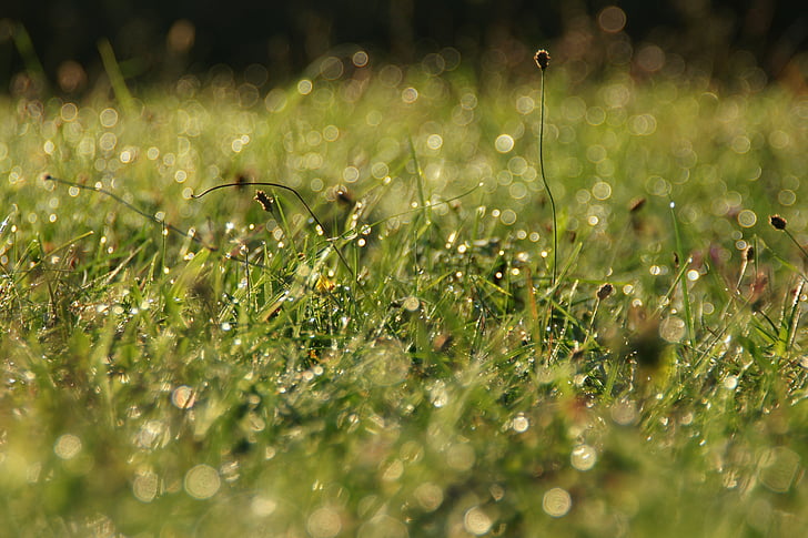 erba, waterdrop, mattina, luce del sole, natura, acqua, pianta
