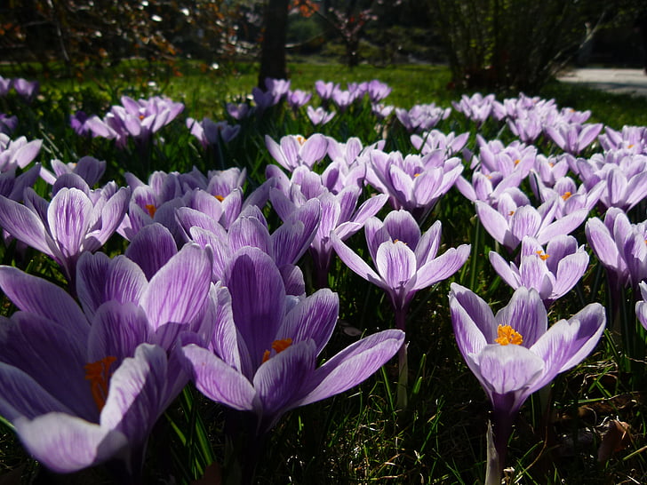 Iris, violet, Jardin des plantes
