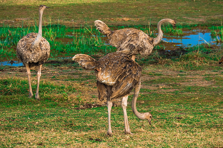 avestruz, África, Safari, avestruces, pájaro, flora y fauna