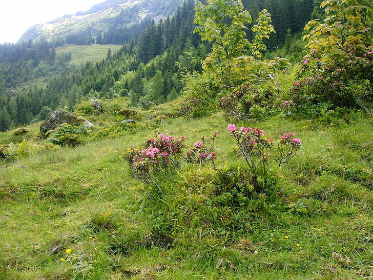 rhododendron flowers, alpine walk, nature reserve