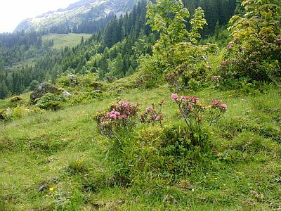 flores de rododendro, caminhada alpina, reserva natural