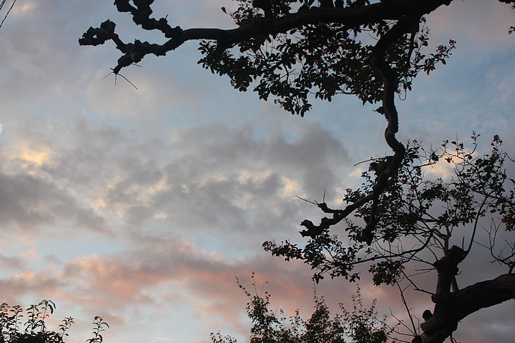 solnedgång, träd, grenar, naturen, Rosa, Sky