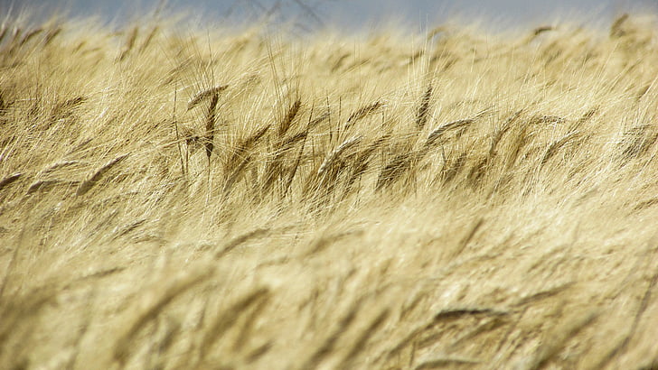 wheat field, field, golden, spring