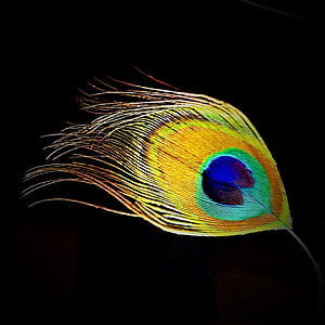 spring, peacock feather, peacock, single spring, blue, gold, iridescent