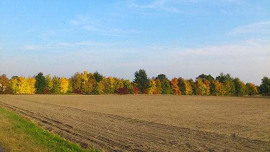 hösten, naturen, falla lövverk, Farbenspiel, gyllene oktober, hösten skogen, träd