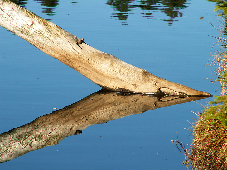tree trunk in the water, tree, water, dead tree, log, nature, wood