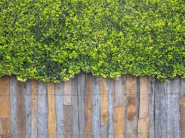 parete, parete di legno, rustico, arbusto, pianta, tabelle, natura